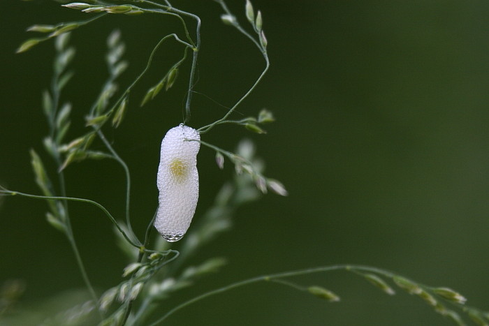 Schaumnest einer Zikade
