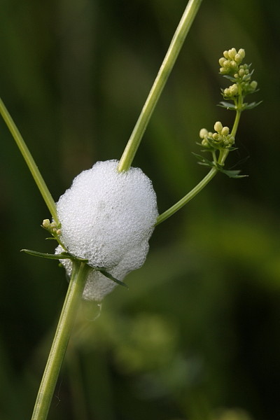 Schaumnest einer Zikade