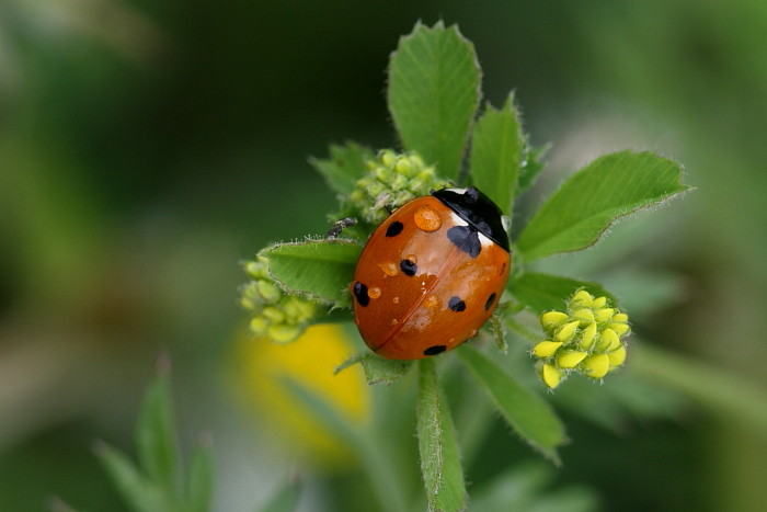 7-Punkt Marienkäfer