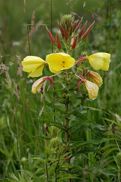 Rotkelchige Nachtkerze