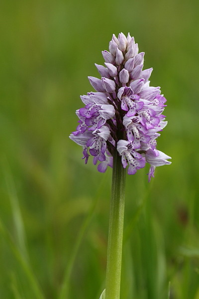 Lila Helmknabenkraut