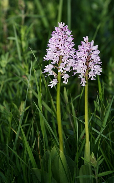 Lila Helmknabenkraut