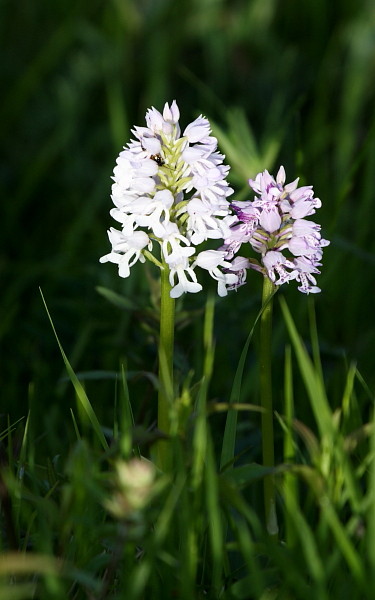 Lila Helmknabenkraut
