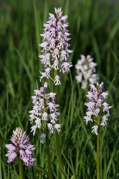 Lila Helmknabenkraut