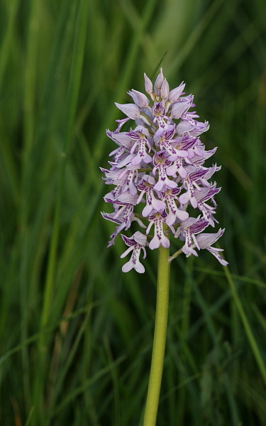 Lila Helmknabenkraut