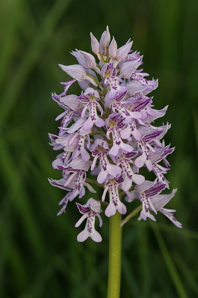 Lila Helmknabenkraut