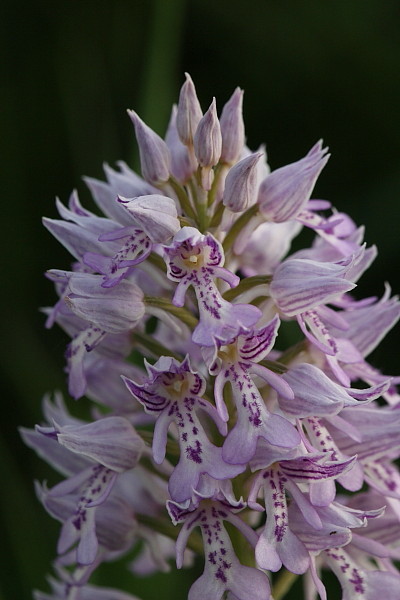 Lila Helmknabenkraut