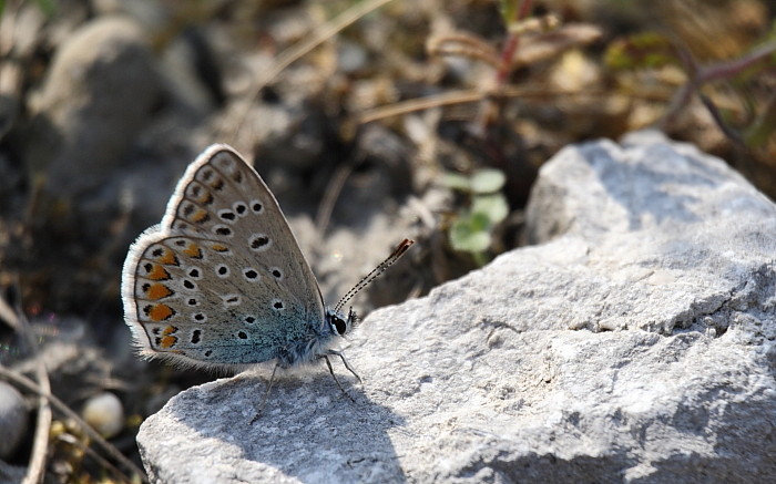 Himmelblauer_Bläuling