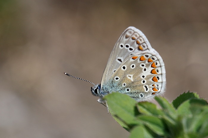 Himmelblauer_Bläuling