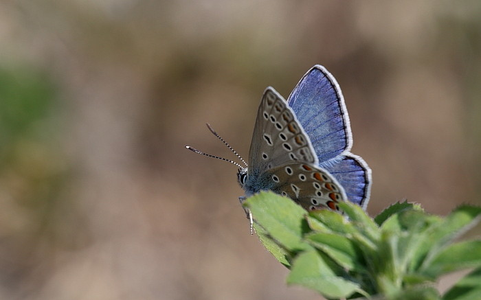 Himmelblauer_Bläuling