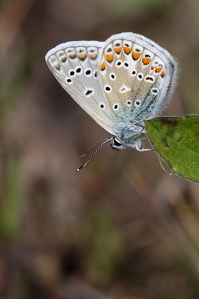 Himmelblauer_Bläuling