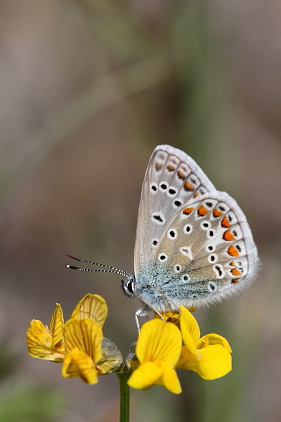 Himmelblauer_Bläuling