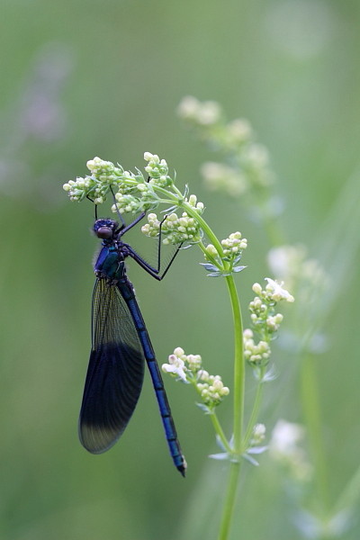 Prachtlipelle männlich