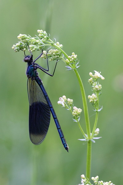 Prachtlipelle männlich