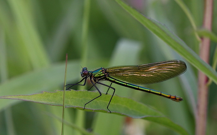 Prachtlipelle weiblich
