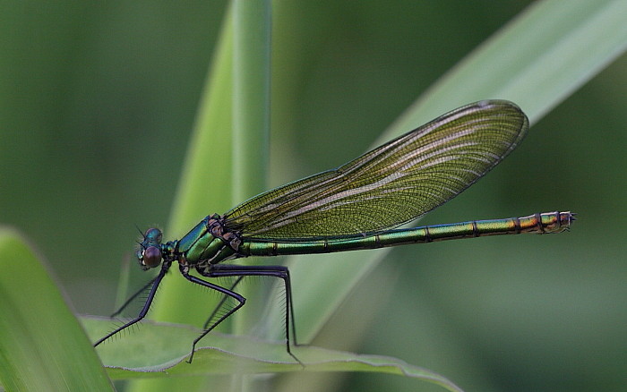 Prachtlipelle weiblich