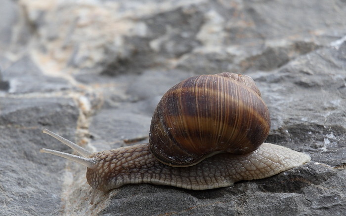 Weinbergschnecke