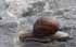 Weinbergschnecke
