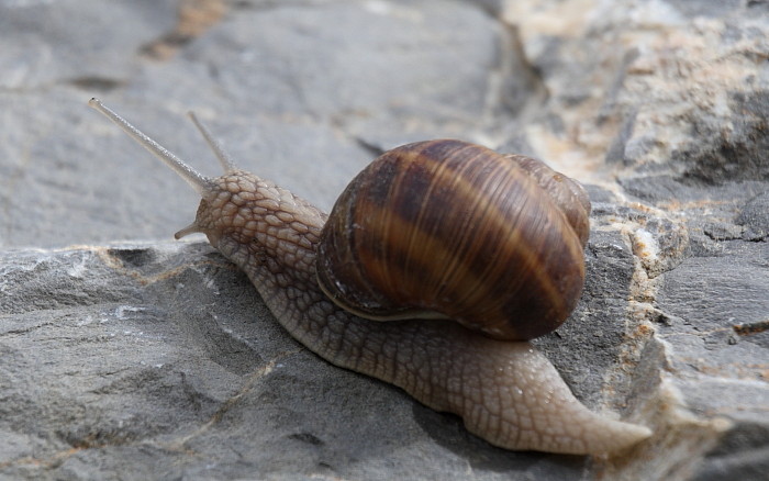Weinbergschnecke