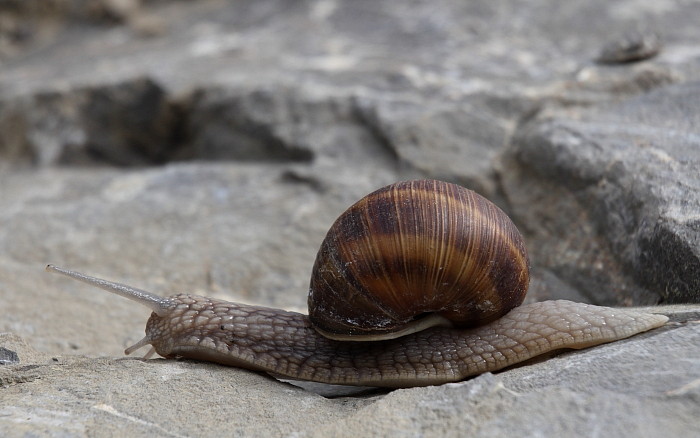 Weinbergschnecke