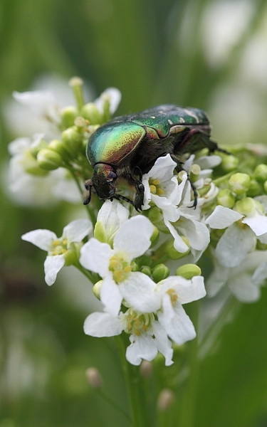 Rosenkäfer