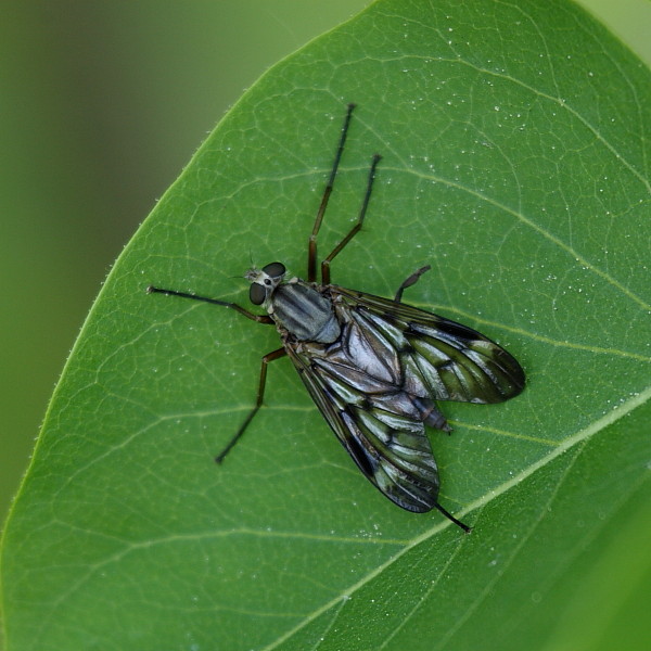 Nicht bestimmte Fliege