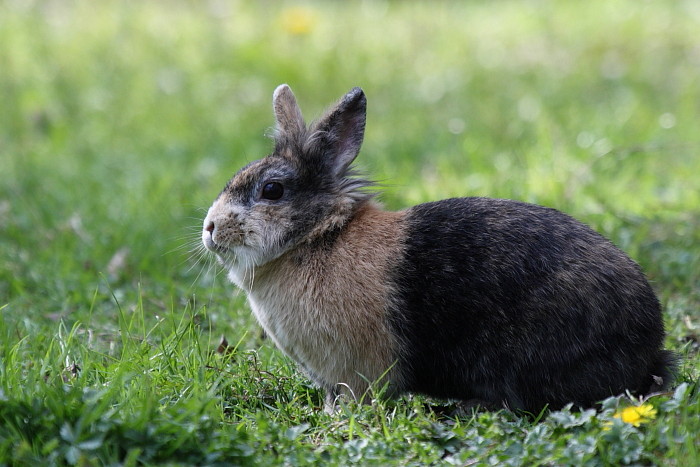 Kaninchen
