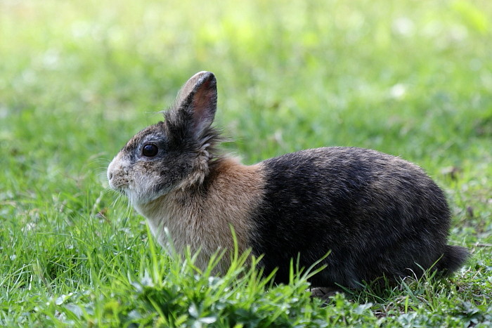 Kaninchen