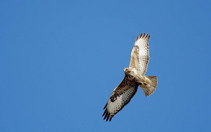 Bussard