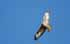 Bussard