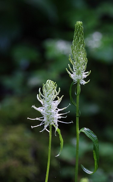 Ährige Teufelskralle