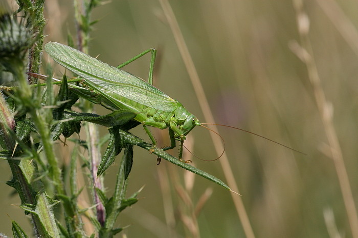 Großes grünes Heupferd