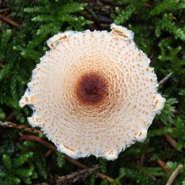 Nicht bestimmter Pilz