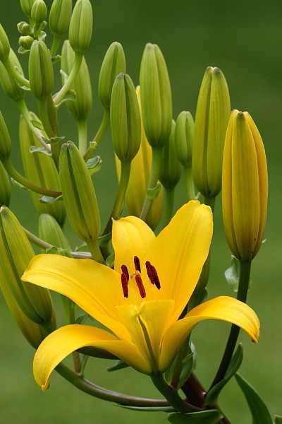 Lilienträume 2
