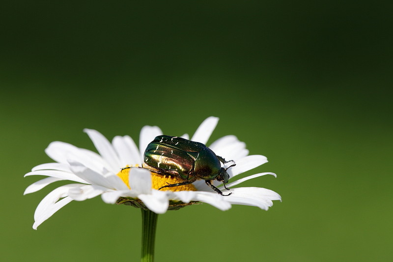 Rosenkäfer auf Margerite 1