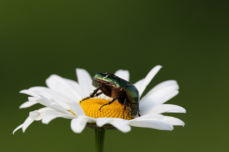 Rosenkäfer auf Margerite 2