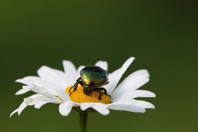 Rosenkäfer auf Margerite 3