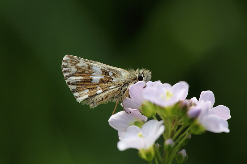 Würfeldickkopffalter 1