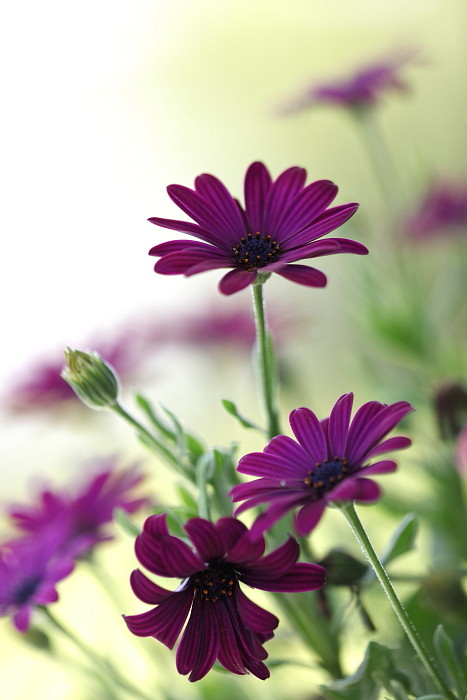 Gartenträume Bild 7