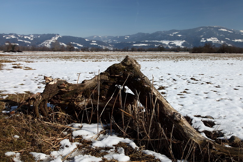 Lauteracherried Bild 3