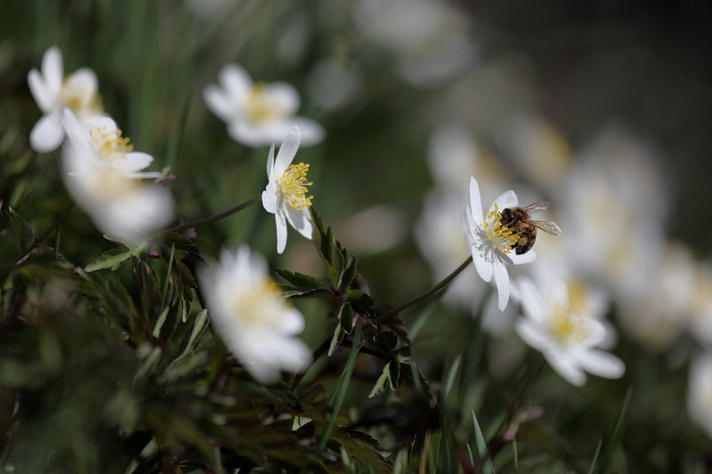 Buschwindröschen-Serie Bild 2