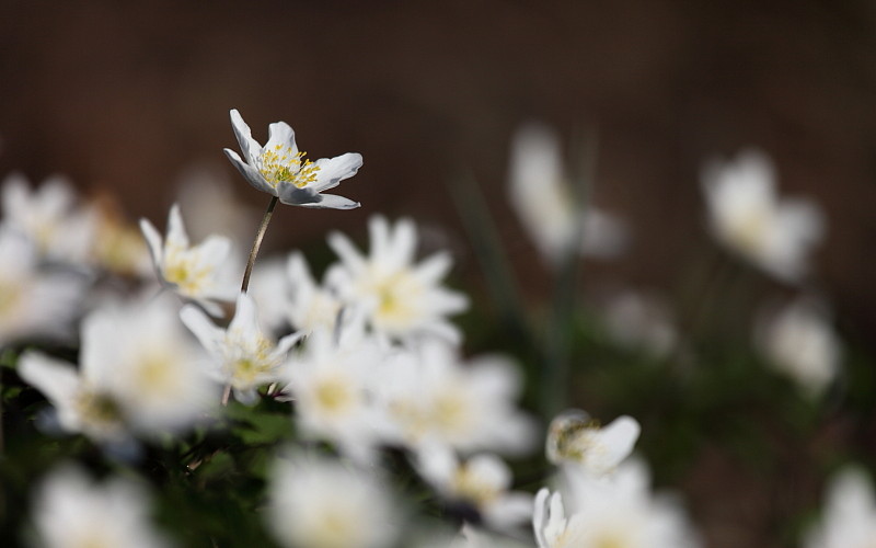 Buschwindröschen-Serie Bild 7