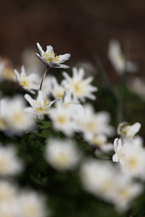 Buschwindröschen-Serie Bild 8