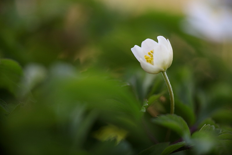 Buschwindröschen-Serie Bild 13