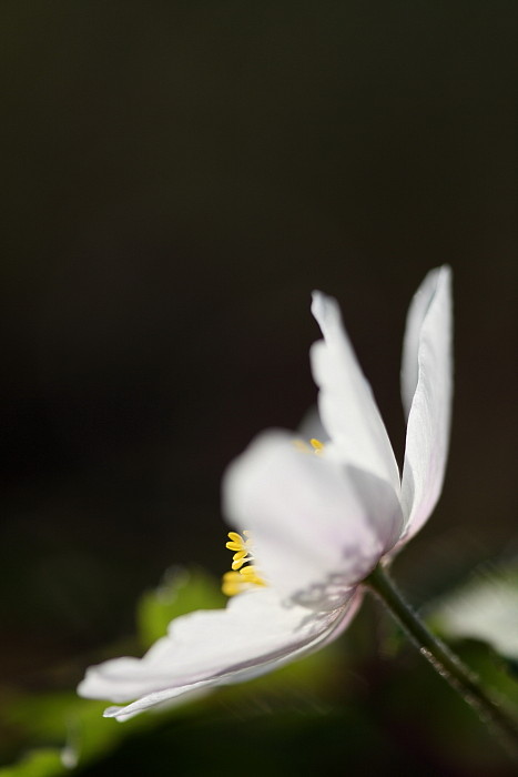 Buschwindröschen-Serie Bild 17