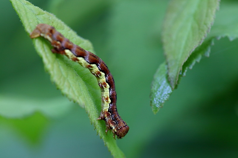 Raupe des großen Frostspanners