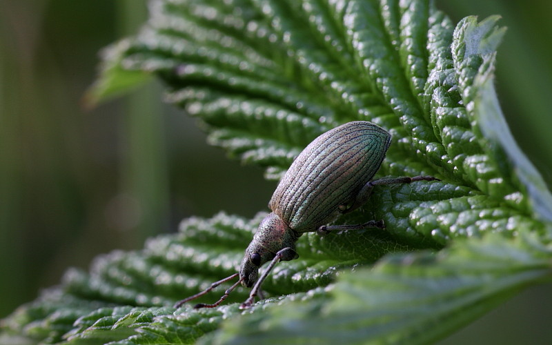 Rüsselkäfer Polydrusus mollis