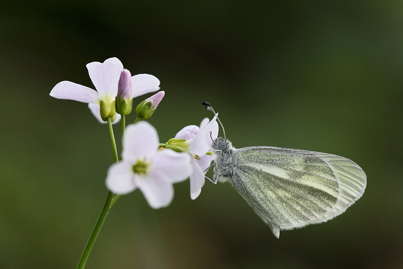 Tintenfleckweissling
