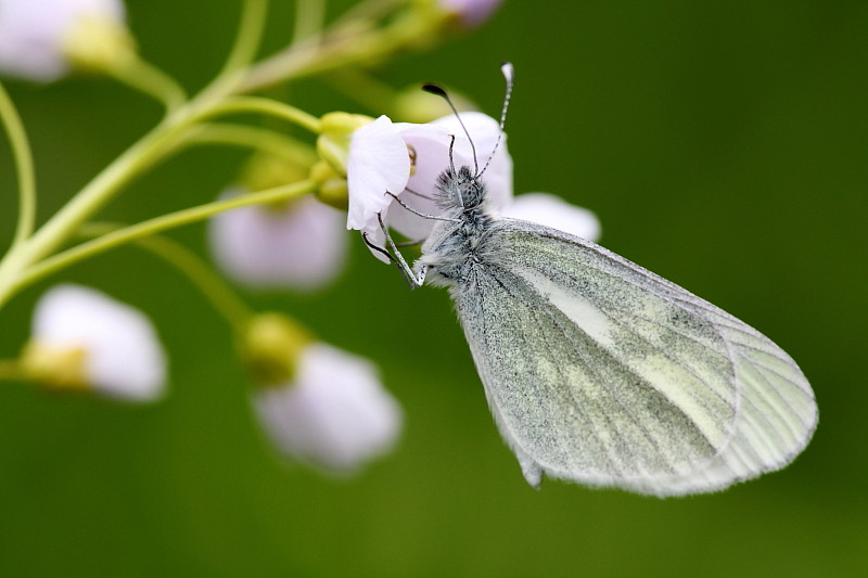 Tintenfleckweissling