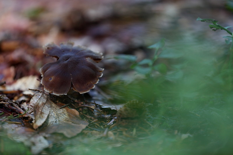 Fransiges Schwammerl